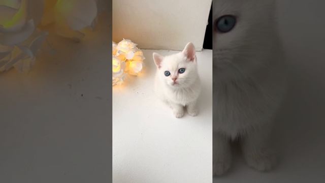 Котята кошки Кайли у окна с цветочками