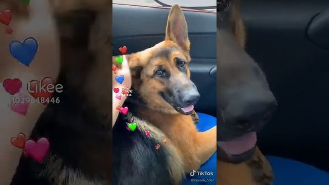 Если милый пёс поставь лайк и подпишись на канал 🙏🐾🐕♥️