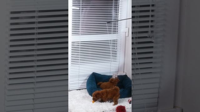 Щенки пуделя Adeza kennel