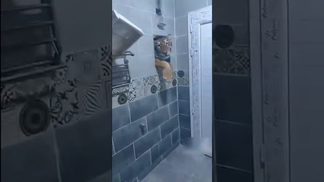 котик захотел в туалет