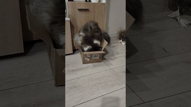Мусе сегодня 17!