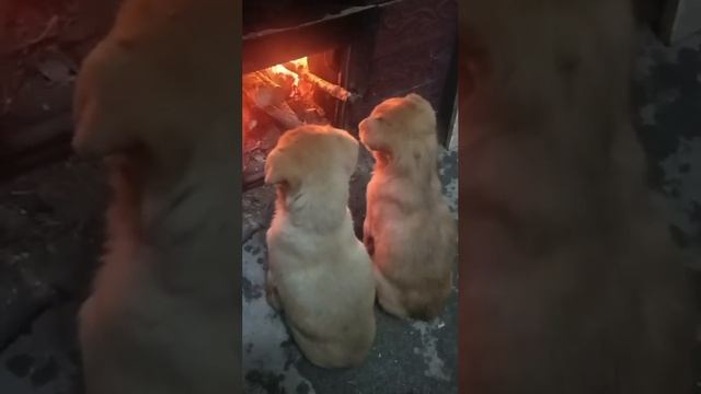 1000068479.mp4