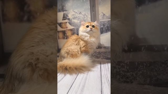 Армин✨