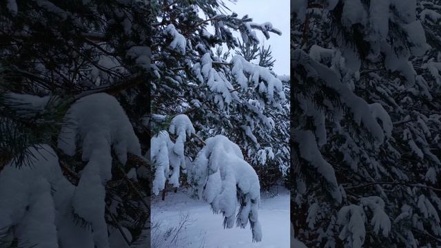 ЗИМНЯЯ СКАЗКА