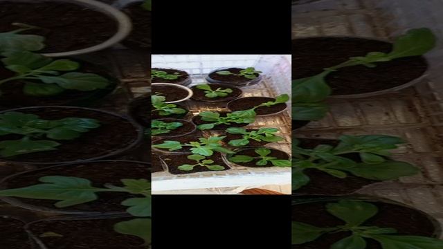 черенок хризантемы мультифлоры