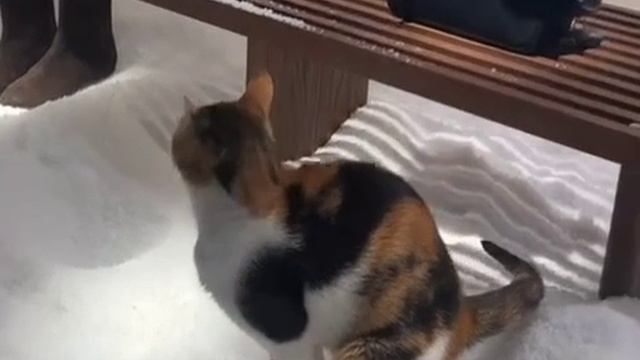 Кошка нагадила в элитном бутике