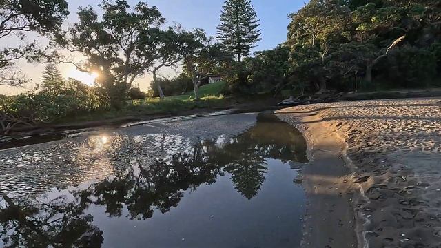 Magical Views of Pohutukawa, New Zealand's Christmas Tree