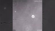 Lonely neuron in search of connections / Одинокий нейрон в поисках связей