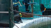 ШОУ МОРСКИХ КОТИКОВ.Видео Татьяны Крестьянсковой.