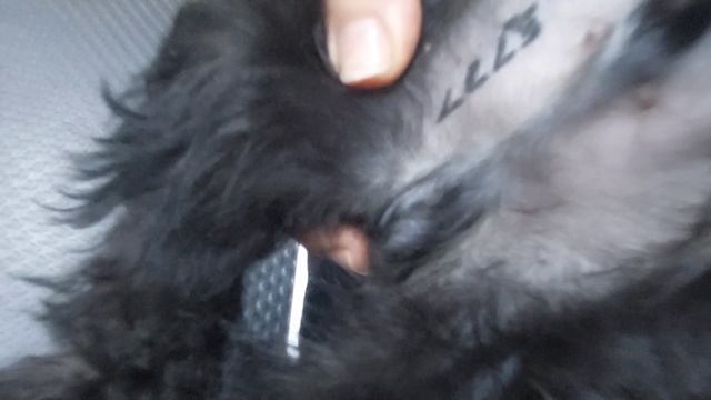 щенки цвергшнауцера