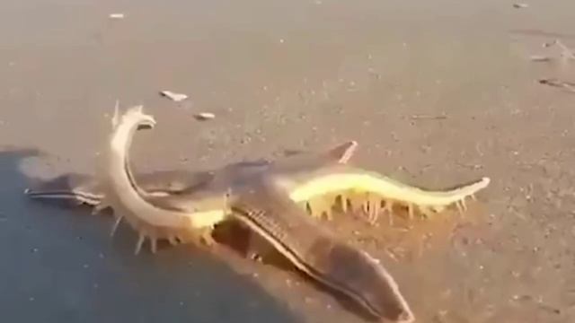 Морская звезда гуляет по пляжу