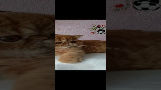 1000018672.mp4