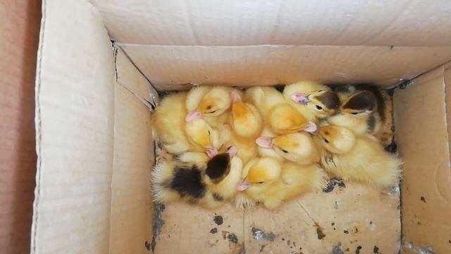 Анонс. Скоро. У меня новые жильцы! Юг Кубань