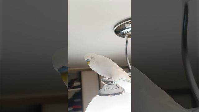 Техно попугайчик