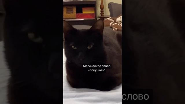 Волшебное слово