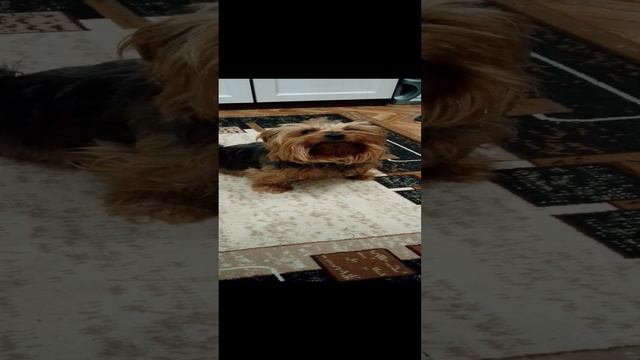 1000047254.mp4