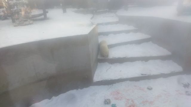 поздравляю с двухлетним днём рождения наших краасавиц белых медвежат белку и стрелку 16-12-2024