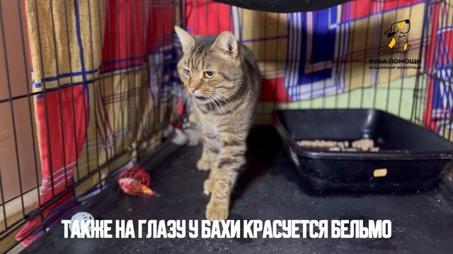 Как похорошел наш Баха! Поддержать⬇️