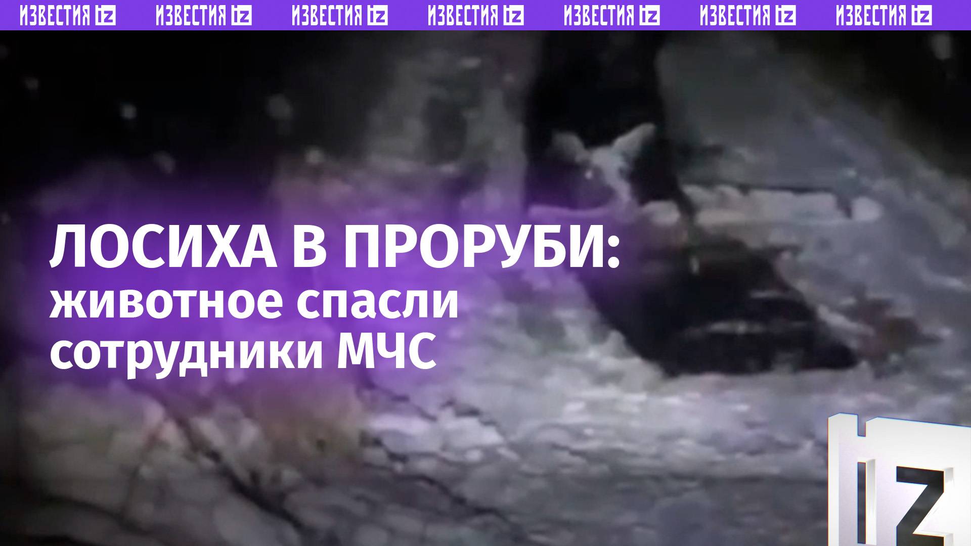 «Слава тебе, Господи! Все, выходи!»: сотрудники МЧС спасли провалившуюся под лед лосиху под Вологдой