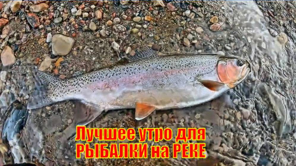 Лучшее утро для РЫБАЛКИ на РЕКЕ (крупная форель БЕЗ ОСТАНОВКИ)