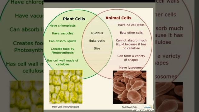 difference between animal and plant cells | similarities between animal and plant cells