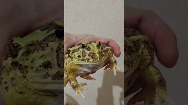 Шуфутинский