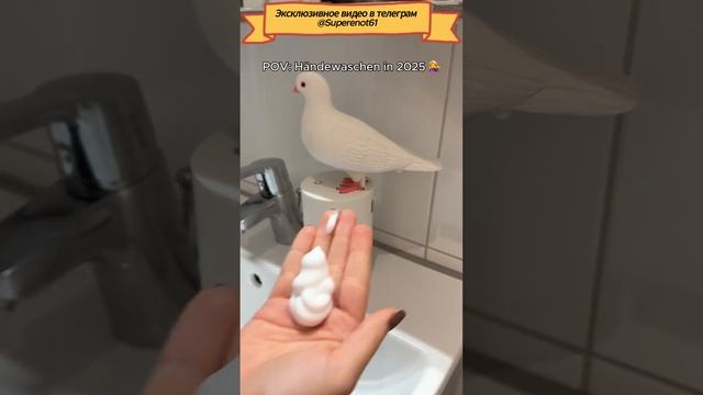 Голубь мыльница