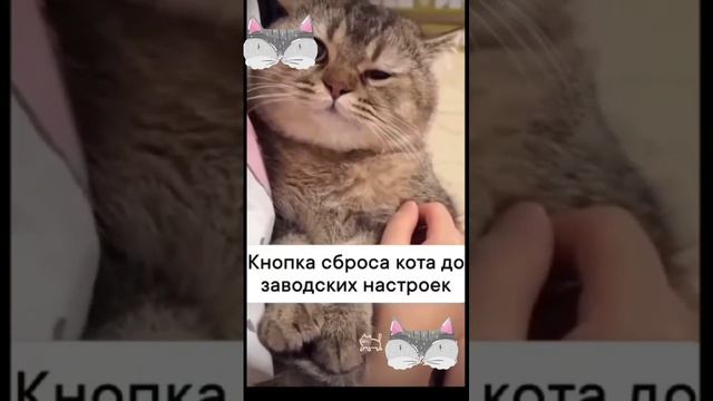 Укрощение котэ