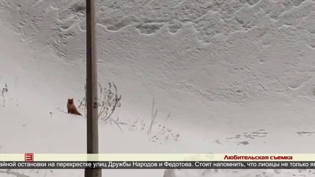 Чем опасна встреча с диким зверем 13.12.2024