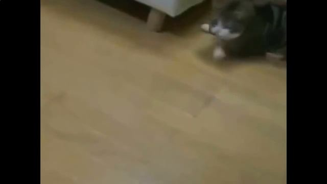 ПРОСТО ПУШКА 😅😛👍👍👍Смешные видео с животными
