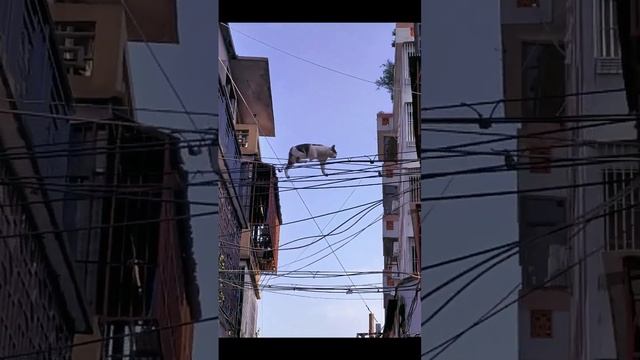 вот почему у котов 9 жизней