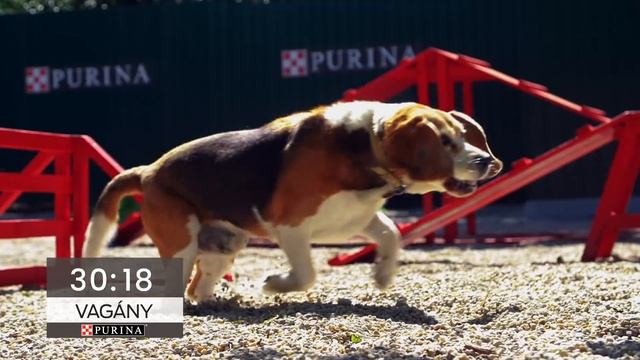 Purina Magyarország x HEROSZ Állatotthon: agility park a menhelyi kutyák számára