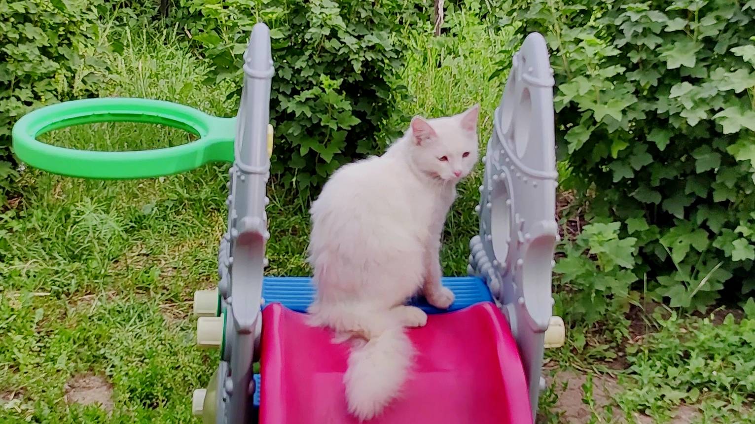 Кошки и котята играют на детской площадке. Коллекция 3.