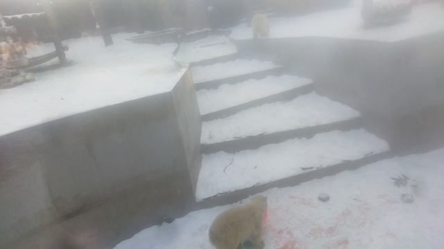 поздравляю с двухлетним днём рождения наших краасавиц белых медвежат белку и стрелку 16-12-2024