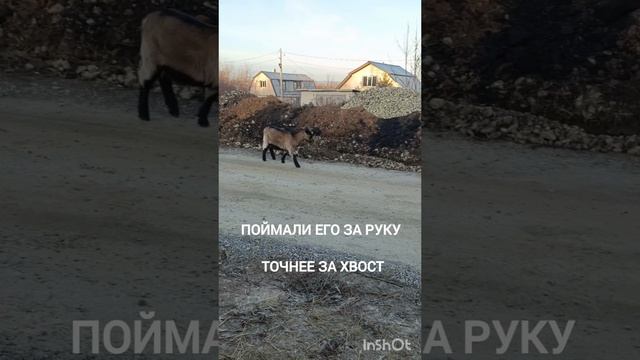 поймали хулиганов за руку