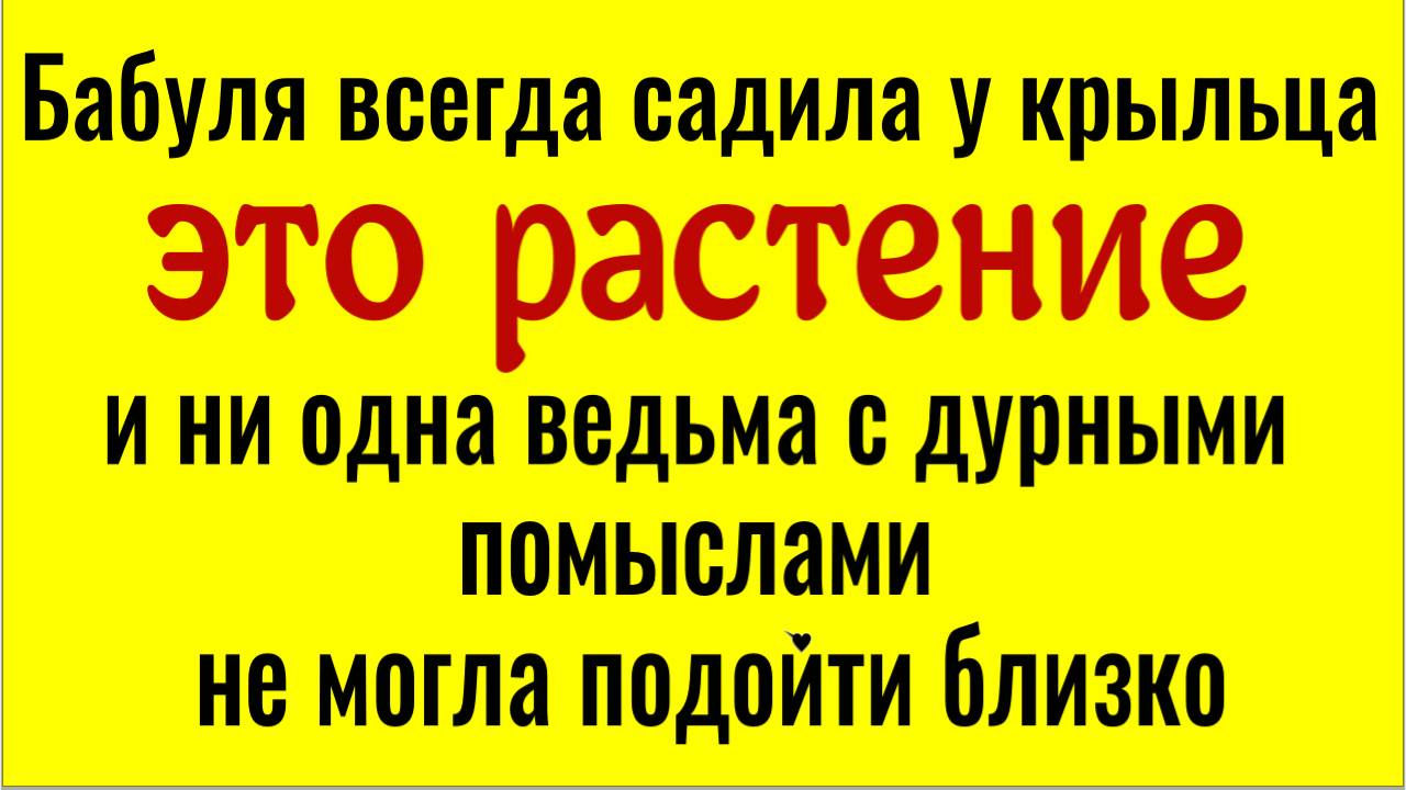 Посадите возле дома это растение и ни одна ведьма не сможет вам навредить