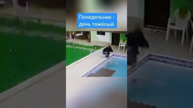 Понедельник день тяжелый #юмор