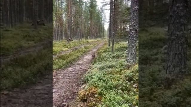 Настоящий охотник
