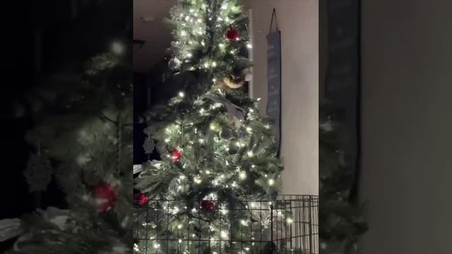 Cat on The Christmas Tree