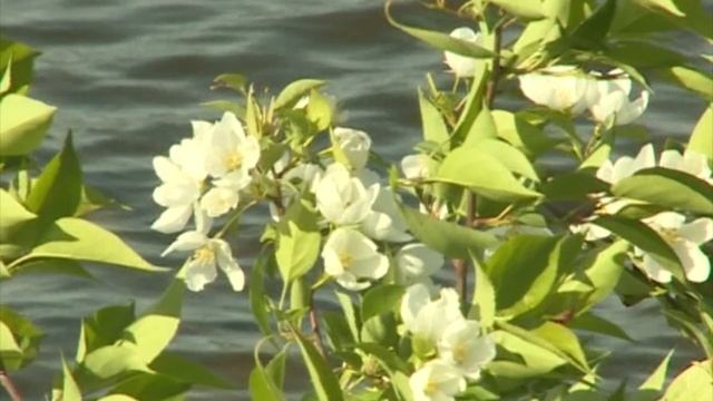 Песни и стихи о городе  Железногорск Г.И. Новикова.mp4