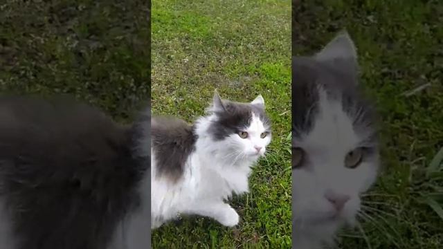 Кот сдачи дает. И сразу организованно отступает.