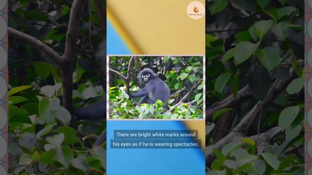 POPA LANGOOR | @eternal-world | #monkey #trending #forest #fact
