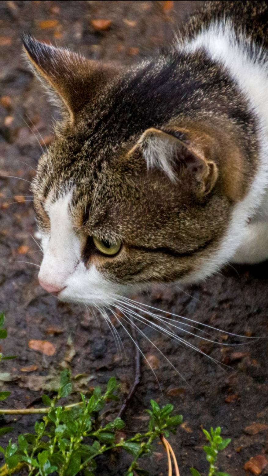 Котик #cat #кошка