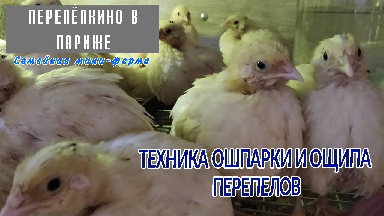 ТЕХНИКА ОШПАРКИ И ОЩИПА ПЕРЕПЕЛОВ. ЛИЧНЫЙ ОПЫТ