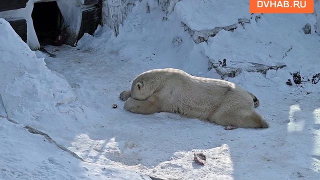 Пятилетие медведя Алмаза отметили в зоосаде "Приамурский"