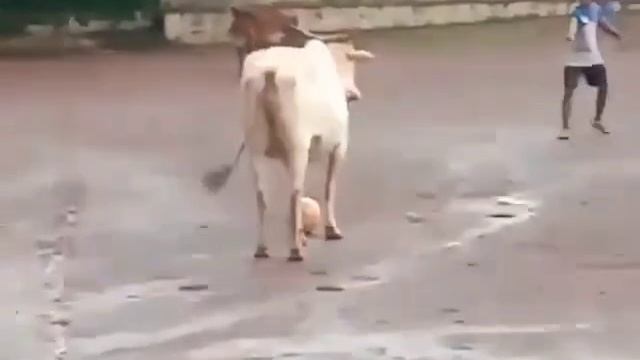 футбол кубок