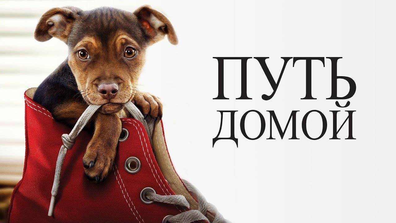 Путь домой (краткий пересказ фильма. Вкино)