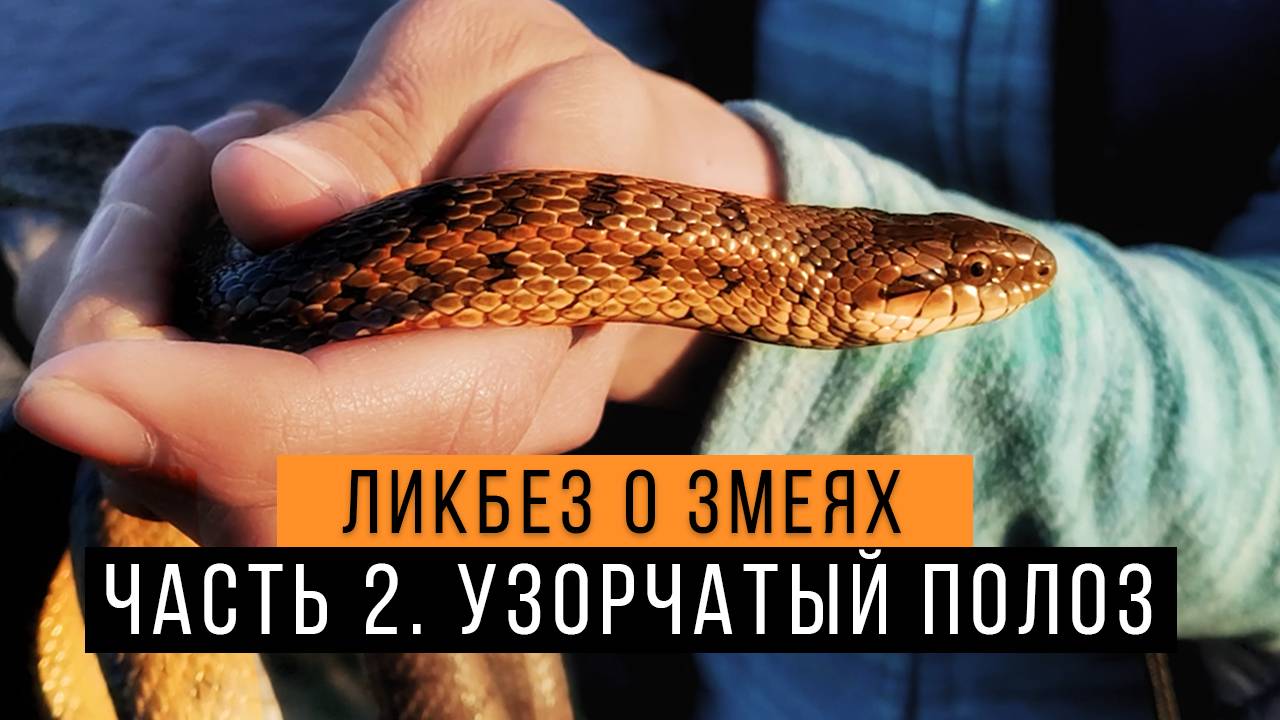 Узорчатый полоз - Ликбез о змеях #2 / Гремучая змея России /  Dione Ratsnake / Elaphe Dione