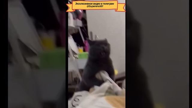 Кот