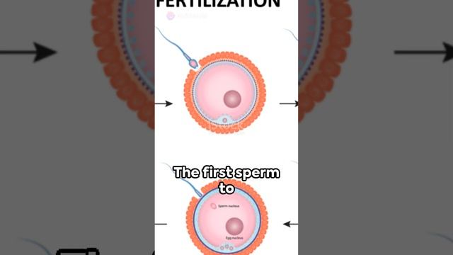 Battle of the Fittest: Sperm vs Egg #battleforlife